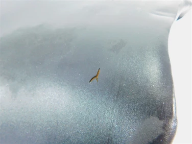 Siedzenie kanapa fotel kawasaki zxr 750 zx-7 93-95 53001-1792